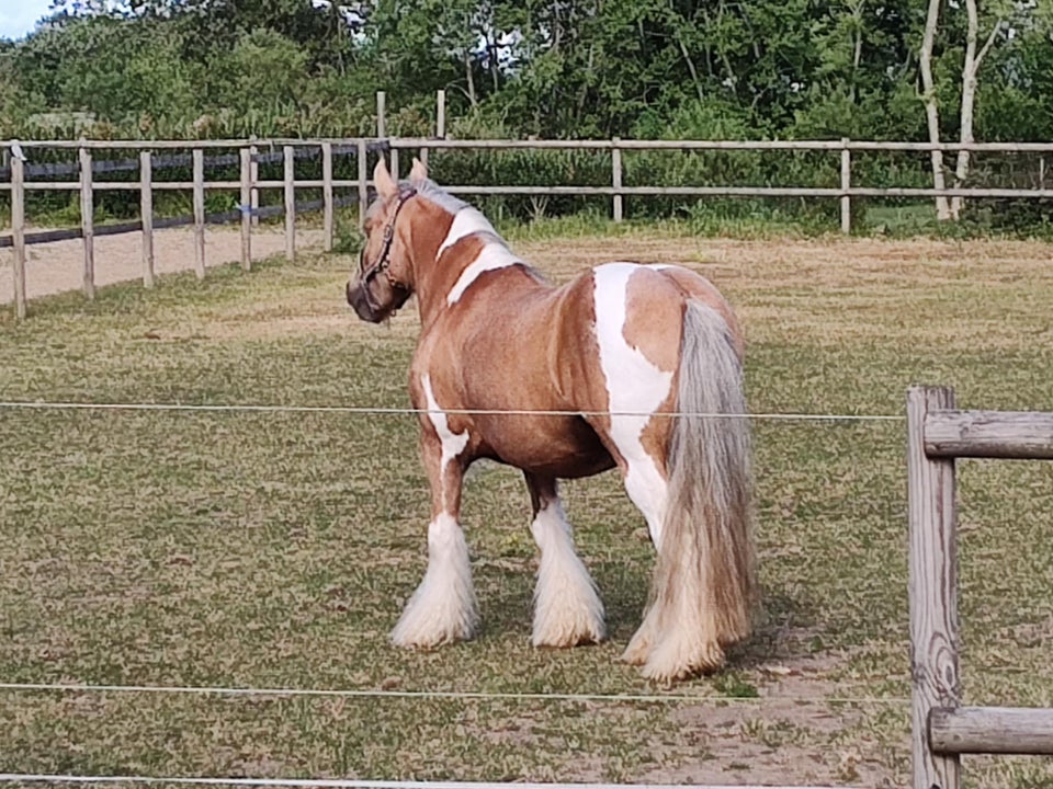 Irish Cob, vallak, 14 år