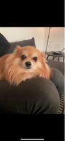 Chihuahua og pomoranian, hund, 7 år