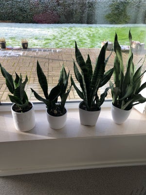 Stueplante, Sukkulent, Sansevieria Moonshine er en tropisk, men sukkulentlignende plante, der oprind