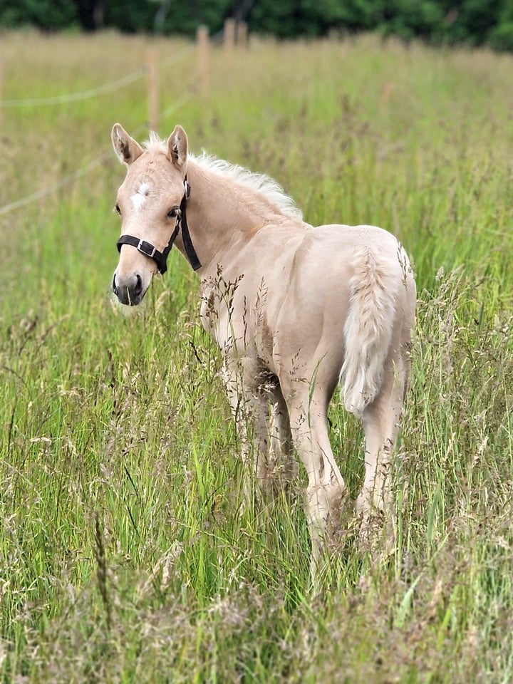 Dansk Varmblod, hingst, 0 år