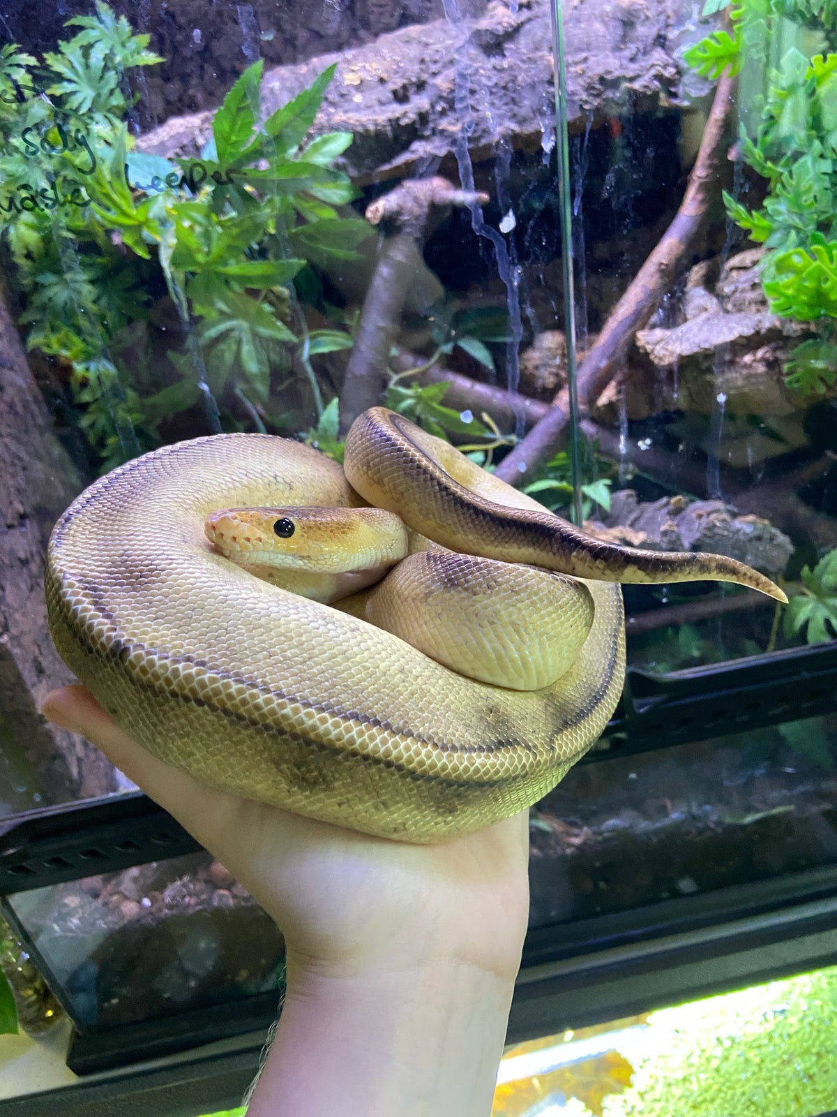 Slange, Python regius