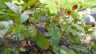 Bjergte - Salal, Gualtheria Skallon, Fin stedsegrøn busk, får sartrosa blomster i maj - juni. 
Trive