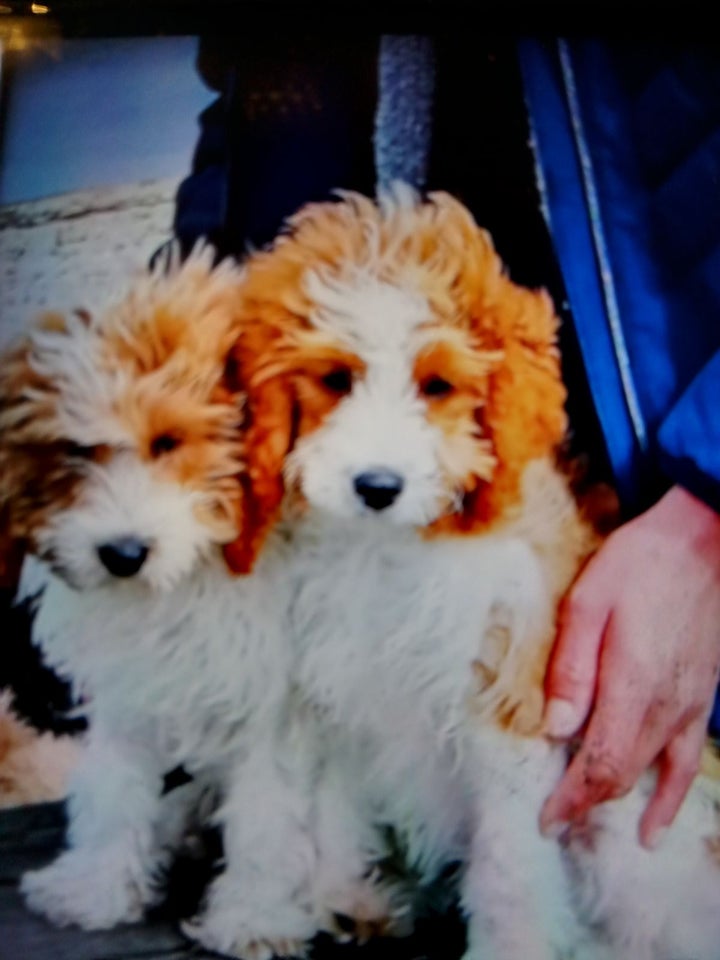 Cavapoo, hvalpe, 12 uger