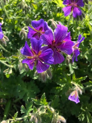 Staude, Geranium, Store Lilla blå blomster.
Rig blomstring i juni og juli
Ca. 40cm høj
Sælger aflægg