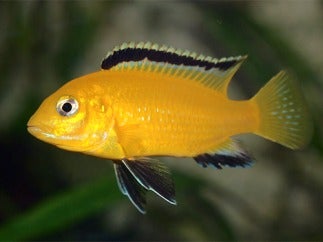 Labidochromis caeruleus, 20 stk., Labidochromis caeruleus ungfisk sælges. Er mellem 1,5-2,5cm i øjeb