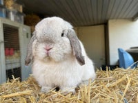 Kanin, Minilop, 1 år