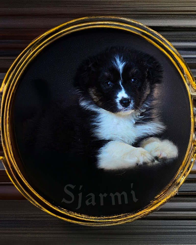 Australian Shepherd