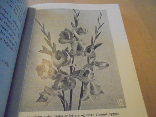 Blomsterløg og blomsterknolde i haven – 1953, Tønnes Bacher