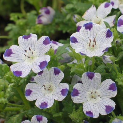 Frø, Øjeblomst "Five spots", Nemophila maculata
Køn lille øjeblomst med hvide blomster med blå/lilla