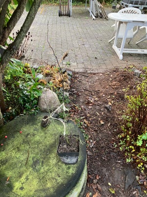 Hunde Rose / Rosa Canina, Naturligt forekommende i danmark, Rosa er 50 -60 cm høj nu. 
Den hybenrose