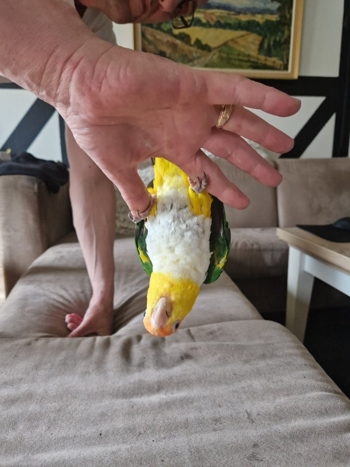 Papegøje, Caique, 3 år