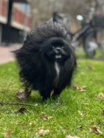 Pomeranian 2 år søger nyt hjem