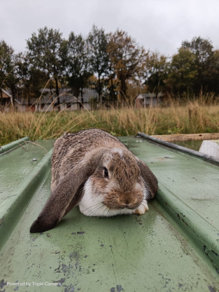 Kanin, Fransk Vædder, 0 år