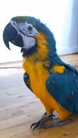 Papegøje, Ara, 1 år