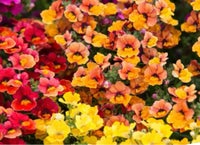 Sommerfugle blomst - carnival mix - 100 frø