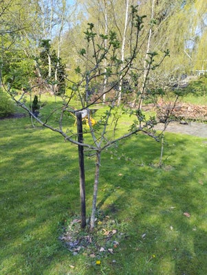 10 stk æbletræer, Diverse sorter, Højde 170-210 cm

Coxorange, aroma, guldborg etc.

250 kr stk
Saml