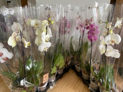 Orkide, Phalaenopsis, Pris pr. Stk