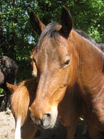 Dansk Sports Pony, vallak, 7 år