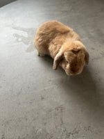 Kanin, Miniloop, 0 år