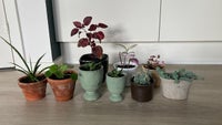 Stueplanter med potte / planter, Sukkulenter Pilea