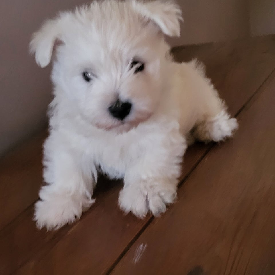 West Highland White Terrier