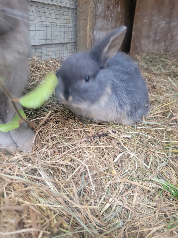 Kanin, Mini lop, hun