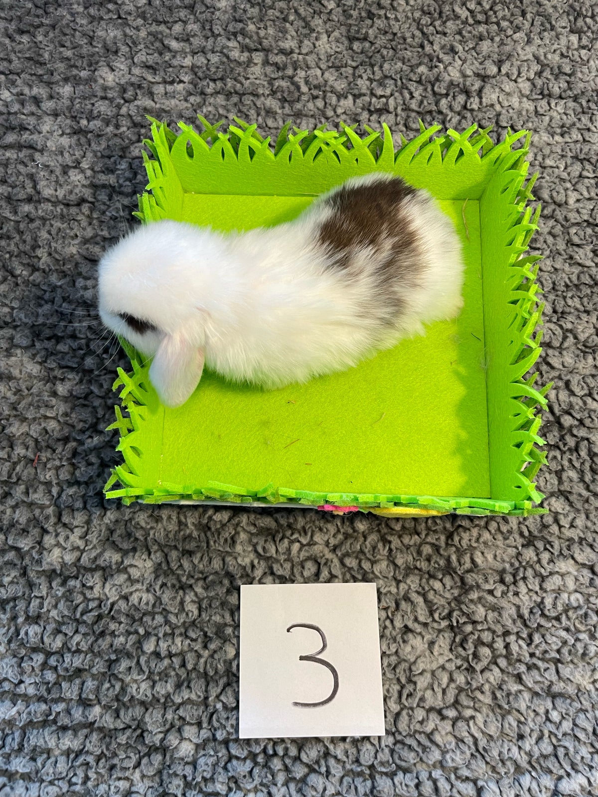 Kanin, Minilop, 0 år