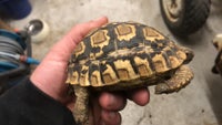 Skildpadde, Leopard skildpadde