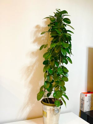 Stueplante, Hoya Carnosa, Store stueplanter.
——————————————
Krukken er med.
Højde omkring 115-120 cm