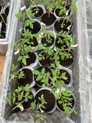 Tomatplanter , 50 forskellige slags, Sælger overskud af små/store planter af spændende tomatsorter f