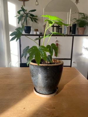 Stueplante / plante / fatsia japonica, Fastia japonica plant
100kr
Ceramic pot 100kr extra