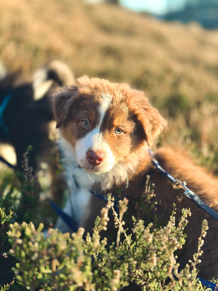 Australian Shepherd