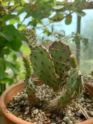 Kaktus, Opuntia violacea var. macrocentra, Flot vinterhårfør kaktus. 5 år fra frø.

Kan sendes uden 