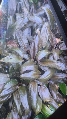 Planter, Cryptocoryne wentii mioya

10 skud, 30kr.