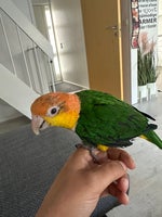 Papegøje, Caique, 0 år