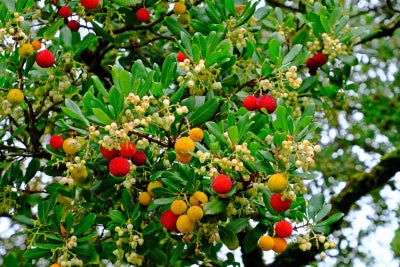 JORDBÆRTRÆ *3026, øko. frugtfrø, Arbutus unedo, Et lille, stedsegrønt træ med liljekonval-lignende b