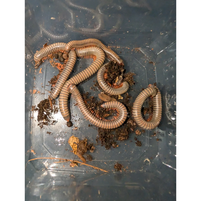 Andet krybdyr, Tusindben, 5x Xenobolus carnifex 3-4cm 300kr
1x Centrobolus fulgidus 5cm 50kr
6x Atop