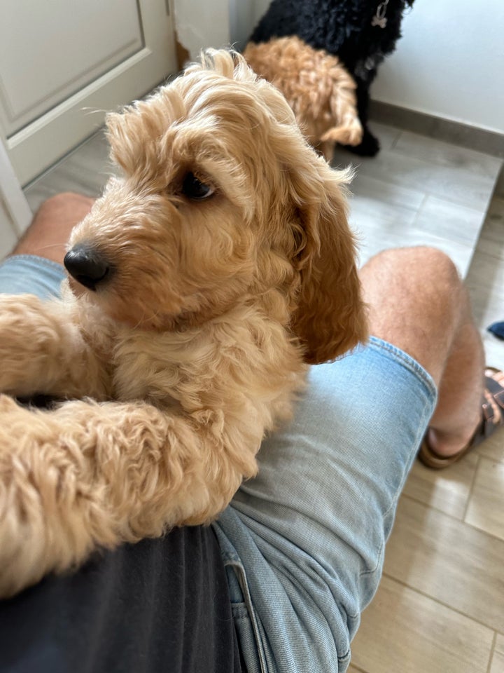 Salgsklar F2b labradoodle + Australsk labradoodle