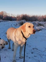 Labrador, hund, 2 år