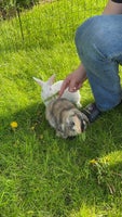 Kanin, Mini lop, 1 år