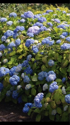Hortensia blå, Flotte gamle hortensia der kan deles eller plantes hele. De er meget kraftige og flot