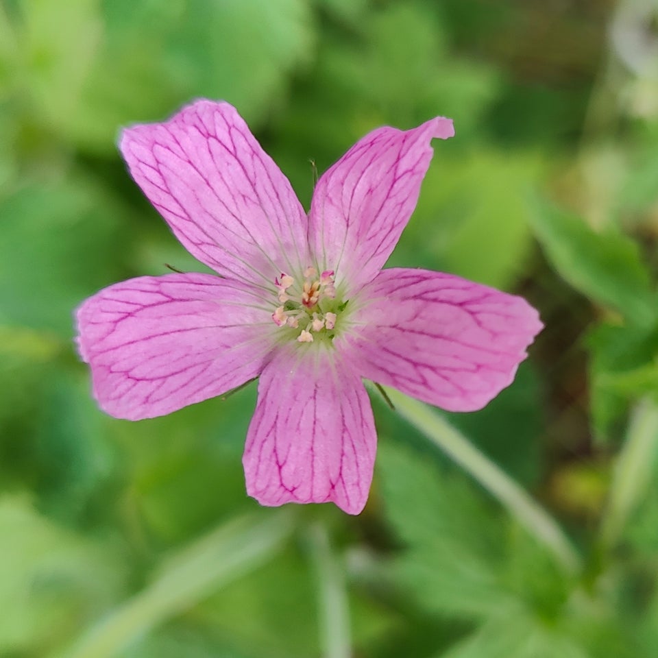 Stauder, 50 stk. Storkenæb. Geranium x oxonianum