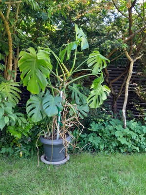 Stueplante, Philodendron, 135 cm (med potte) høj plante. 