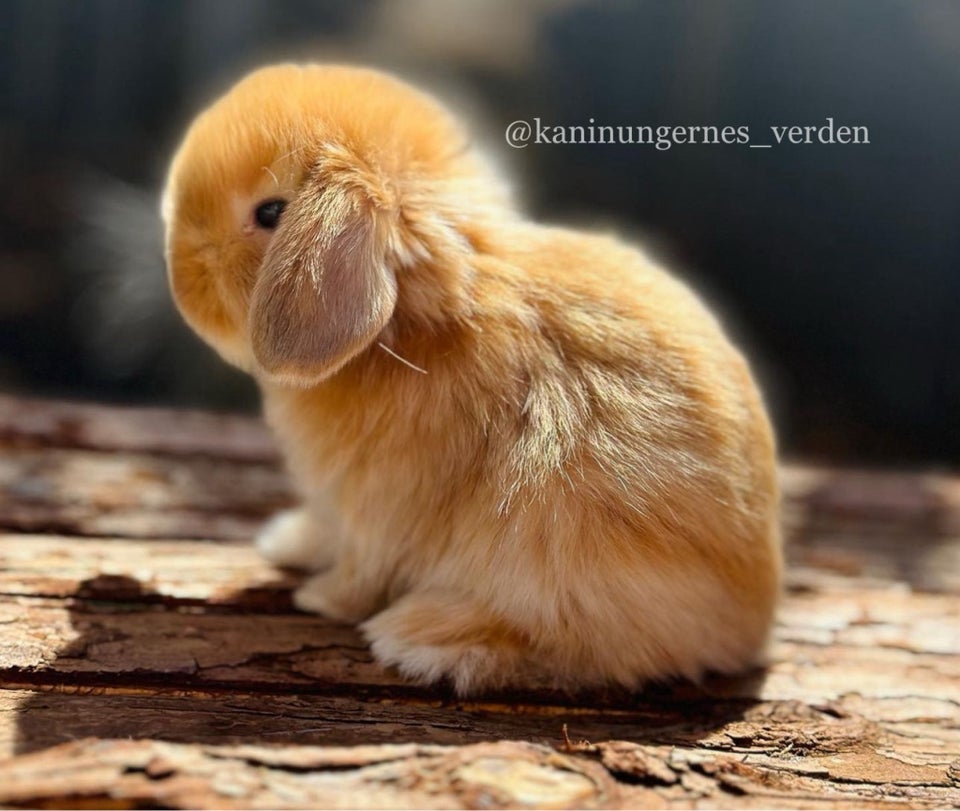 Kanin, Mini Lop, 0 år