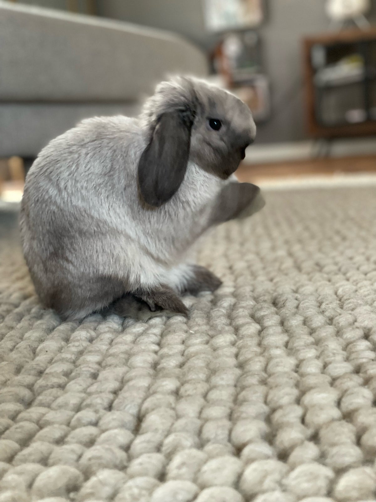 Kanin, Mini lop, 2 år