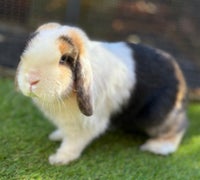 Kanin, Mini lop, 1 år