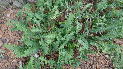 Kambregner, Engelsød - bregne, Nøjsom plante der trives i sol / skygge. H 30 cm.
Vintergrønne blade.