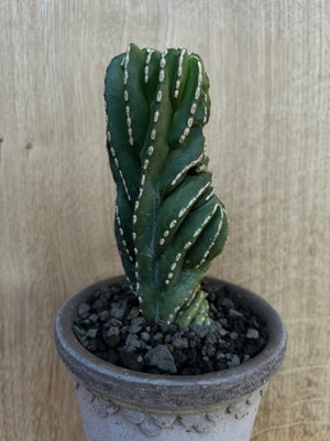 Kaktus (uden torne), Marginatocereus marginatus crested, En kaktus, man ikke lige ser hver dag til s