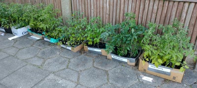 Tomatplanter, Tomatplanter 4 for 75.- kr. Selvbetjening.

Mange forskellige sorter
Følgende sorter s