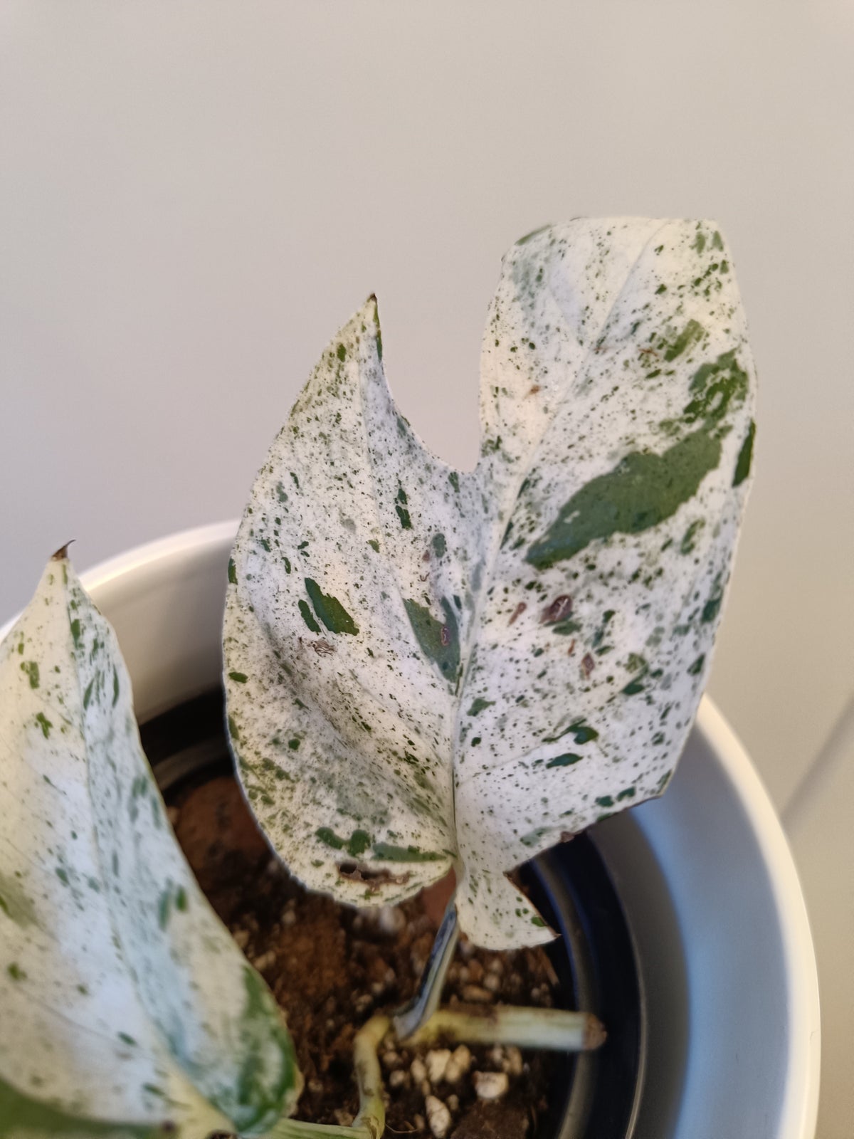 Epipremnum, Pinnatum marble variegata